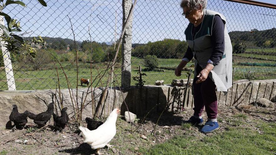 Una mujer atiende su gallinero en Marcón (Pontevedra).