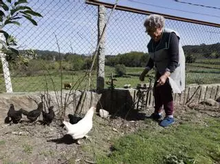 El Parlamento gallego reclama que se suprima la obligación de registrar los gallineros de autoconsumo