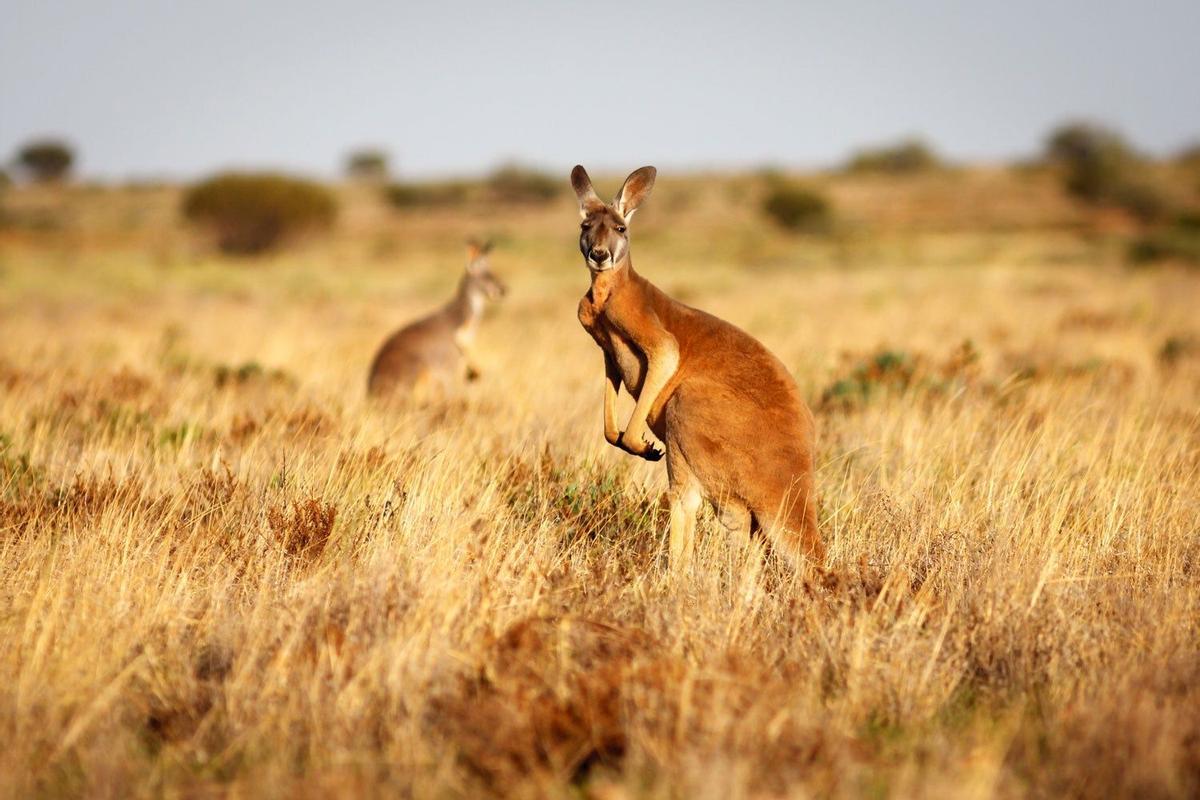 Canguros en Australia