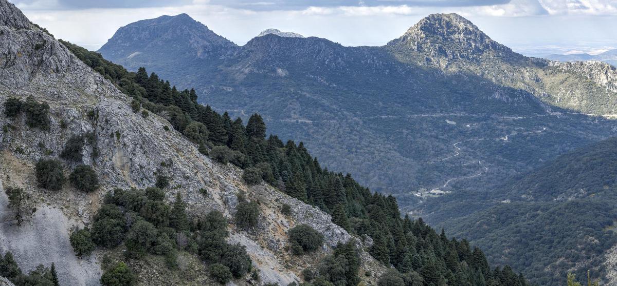 El Pinsapar de la Sierra de Grazalema