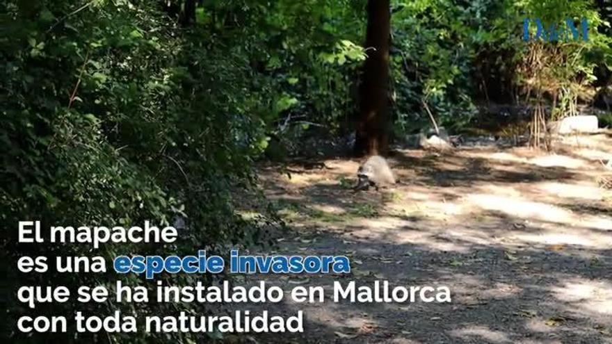 En busca de los mapaches de Mallorca