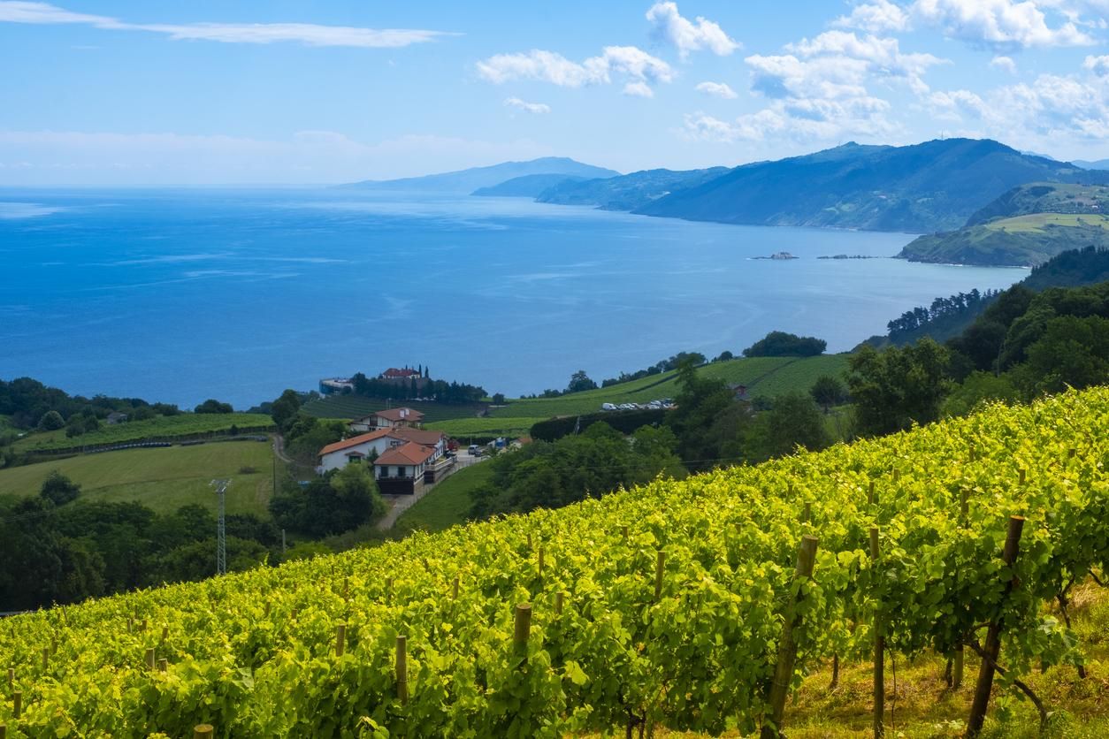 Viñedos de txakoli en Guetaria