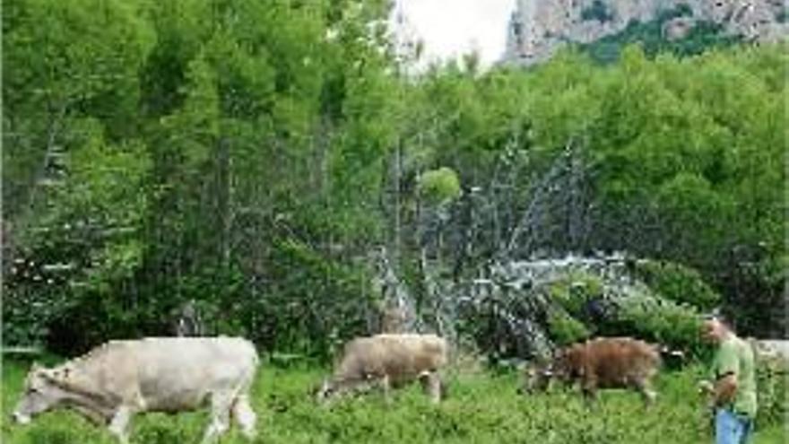 Vaques pasturant pels entorns de Montserrat