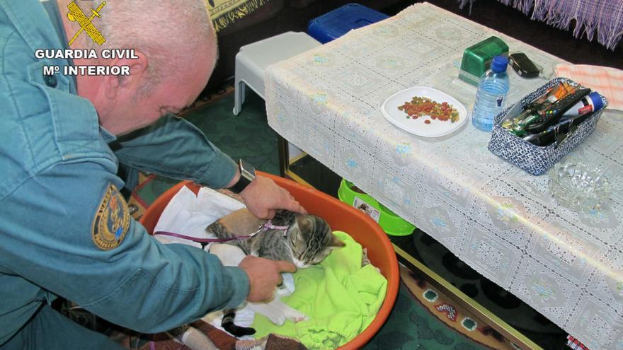 Dejan parapléjico a un gato de un perdigonazo en Águilas