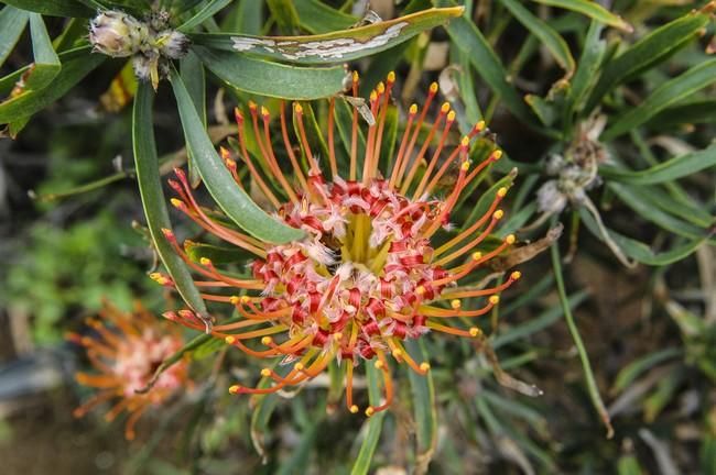 Visita a una plantacion de proteas een la Granja Agrícola del Cabildo. FOTOS: JC CASTRO