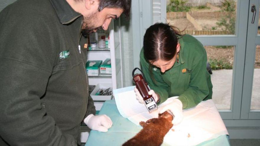 El Centro de Recuperación de La Alfranca atendió a más de 1.000 animales en 2016