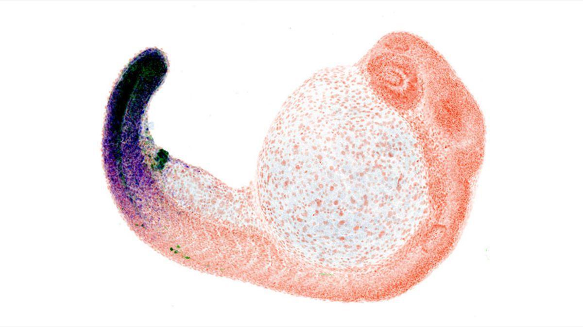 Expresión del gen Hox13 en el pez cebra.