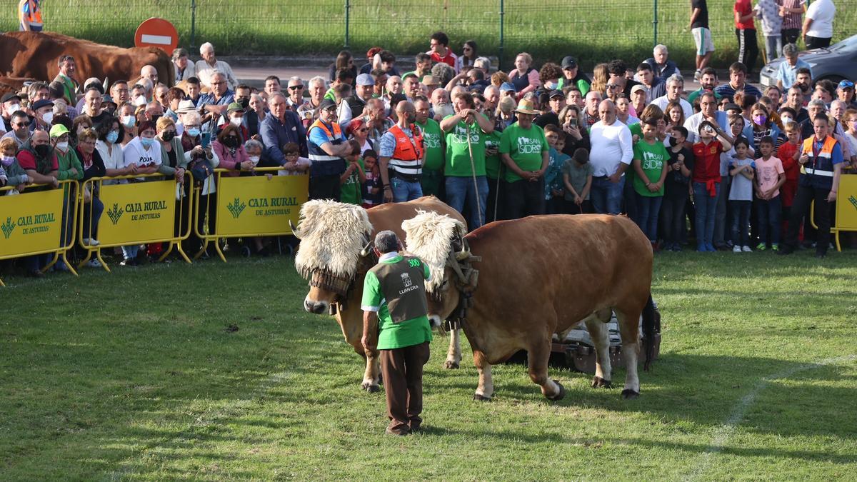 Lleno total por San Isidro en Llanera: estas son las mejores imágenes de la feria de ganado