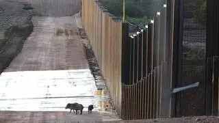 Demostrado: las barreras fronterizas son nefastas para la vida silvestre