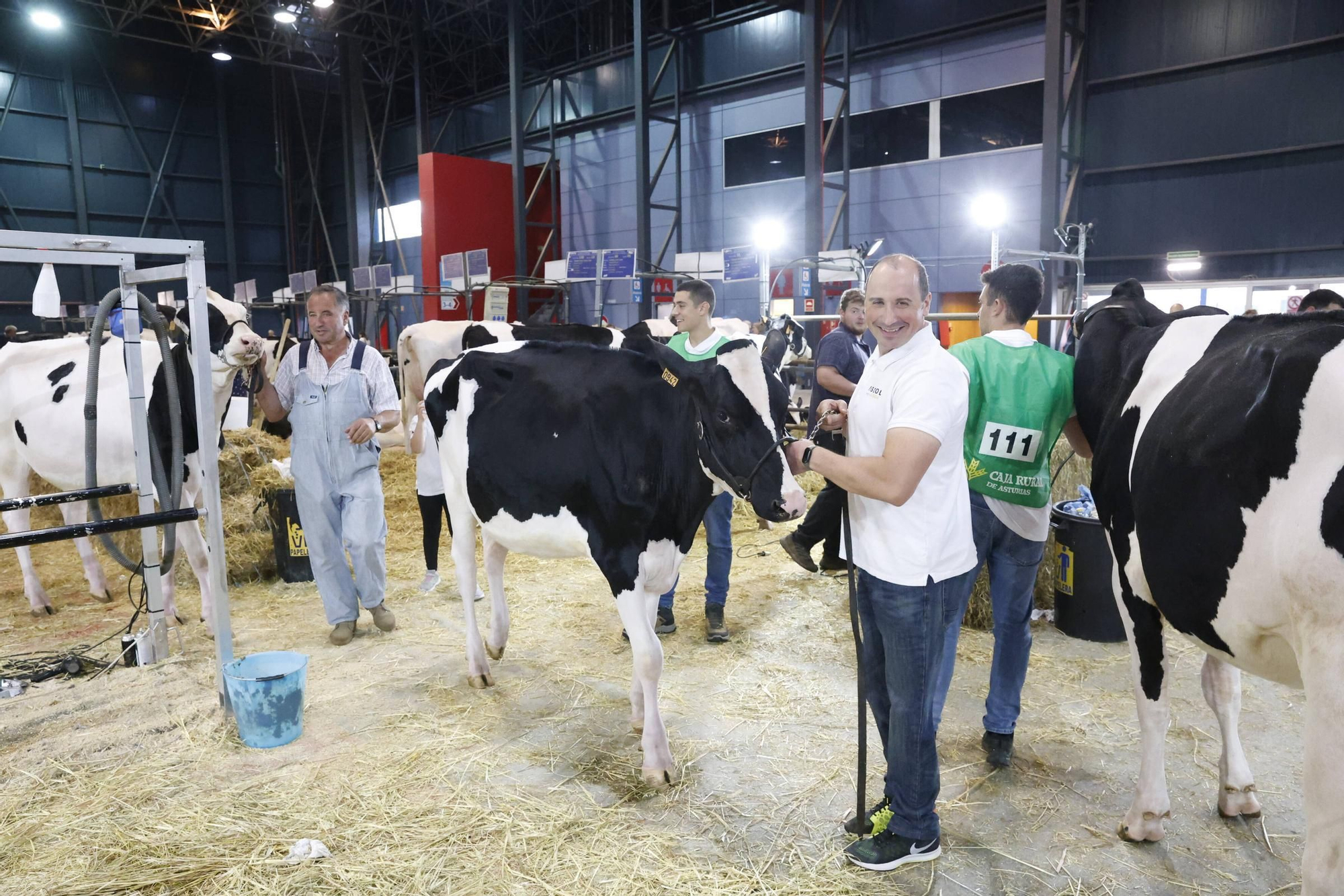 El concurso en Gijón de la mejor vaca de Asturias, en imágenes