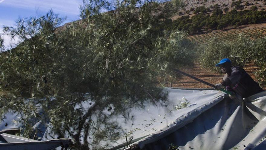 Un trabajador foráneo en la recogida del olivar.