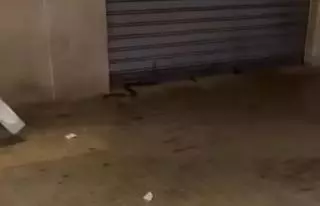 El "Frank de la Jungla" de Sueca: Intenta capturar una serpiente en mitad de la calle