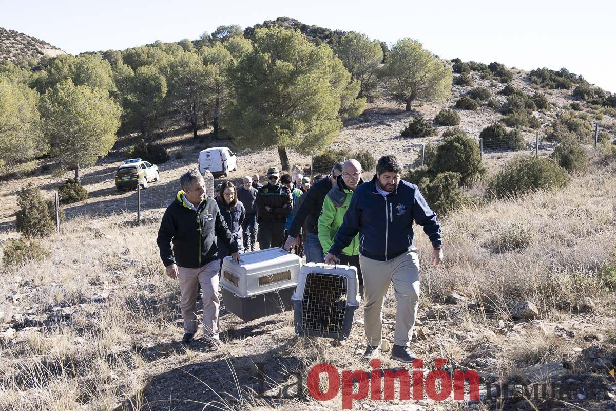 Suelta de dos buitres leonados en la Sierra de Mojantes en Caravaca