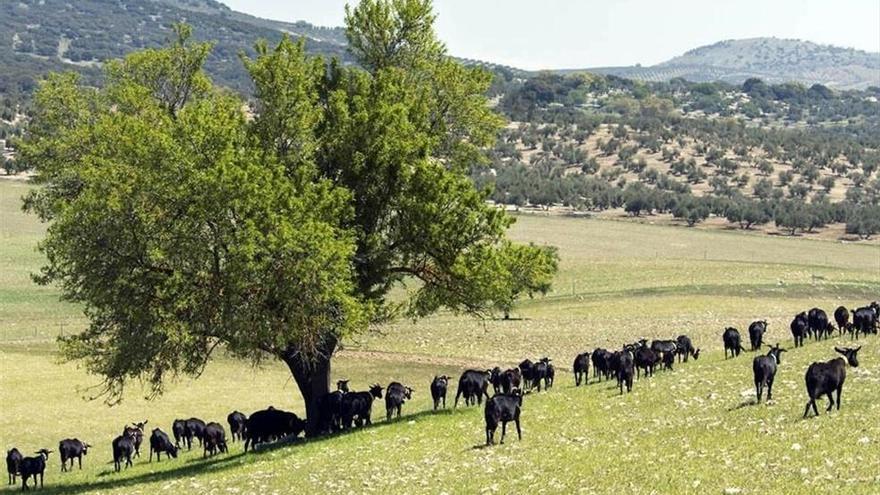 La Fundación Savia pide apoyo para la ganadería extensiva