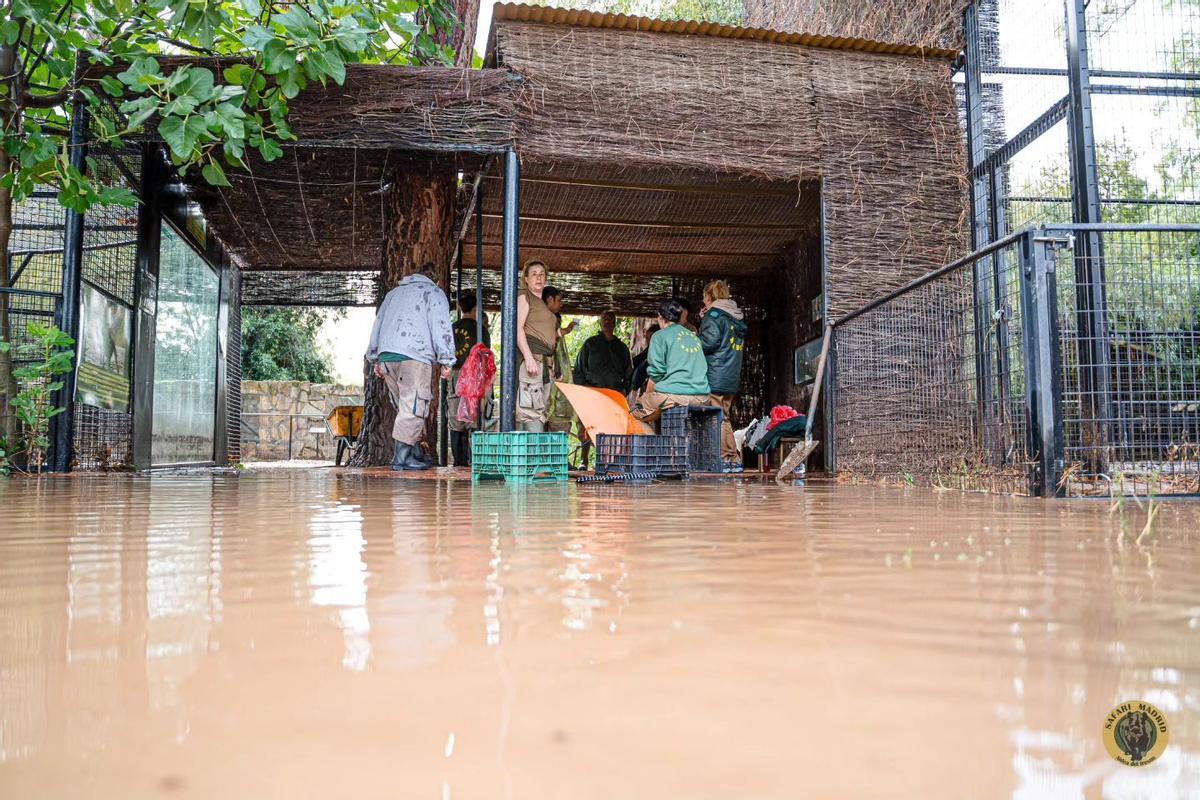 Trabajadores y voluntarios de Safari Park achicaron agua desde la noche del sábado