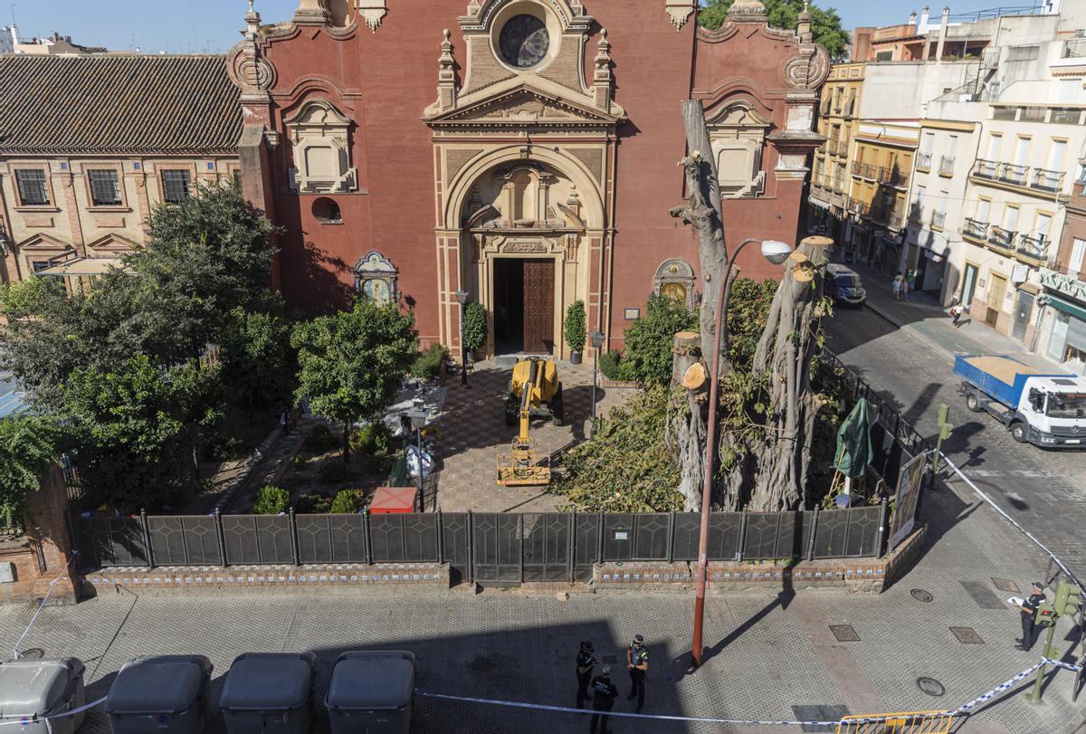 General view of the facade of the Parroquia de San Jacinto with the ficus tree cut down. On August 18, 2022, in Seville (Andalusia, Spain).The judge suspends the license for the felling of the ficus of Seville and, &quot;immediately&quot;, the works. The judge suspends the license for the felling of the ficus of Seville and, &quot;immediately&quot;, the works. The administrative contentious court number 9 of Seville has issued this Thursday an order in which it declares the &quot;origin of the urgent measure of precautionary suspension&quot; of the license granted by the City Council of Seville for the felling of the centennial ficus of the parish of San Jacinto, in Triana, while it forces to stop &quot;immediately&quot; the works &quot;while it is resolved&quot; the merits of the dispute, &quot;the administration must provide the necessary measures to prevent damage to persons or property that could occur as a result of the stoppage of these logging works.&quot; AUGUST 18;2022 María José López / Europa Press 18/08/2022 / María José López;category_code_new