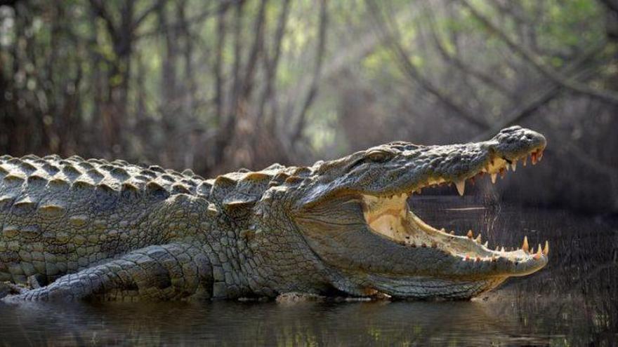 Policía, Seprona y Guardia Civil buscan un cocodrilo junto al Pisuerga