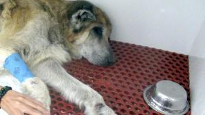 El pastor alemán rescatado, en la clínica veterinaria donde ha sido atendido