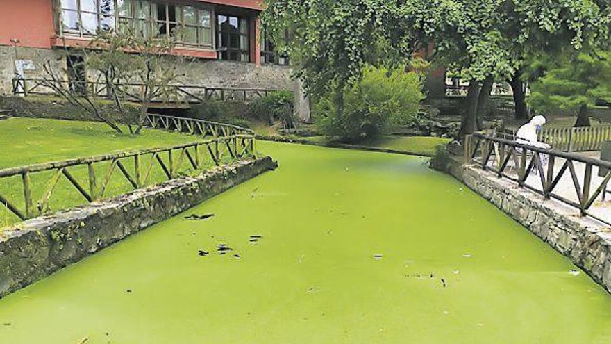 Agua verde en Isabel la Católica