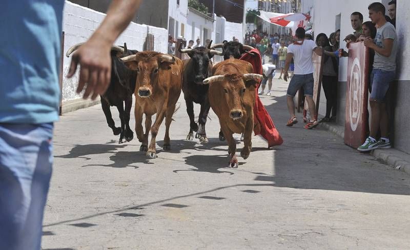 Los encierros vuelven a El Viso por Santa Ana