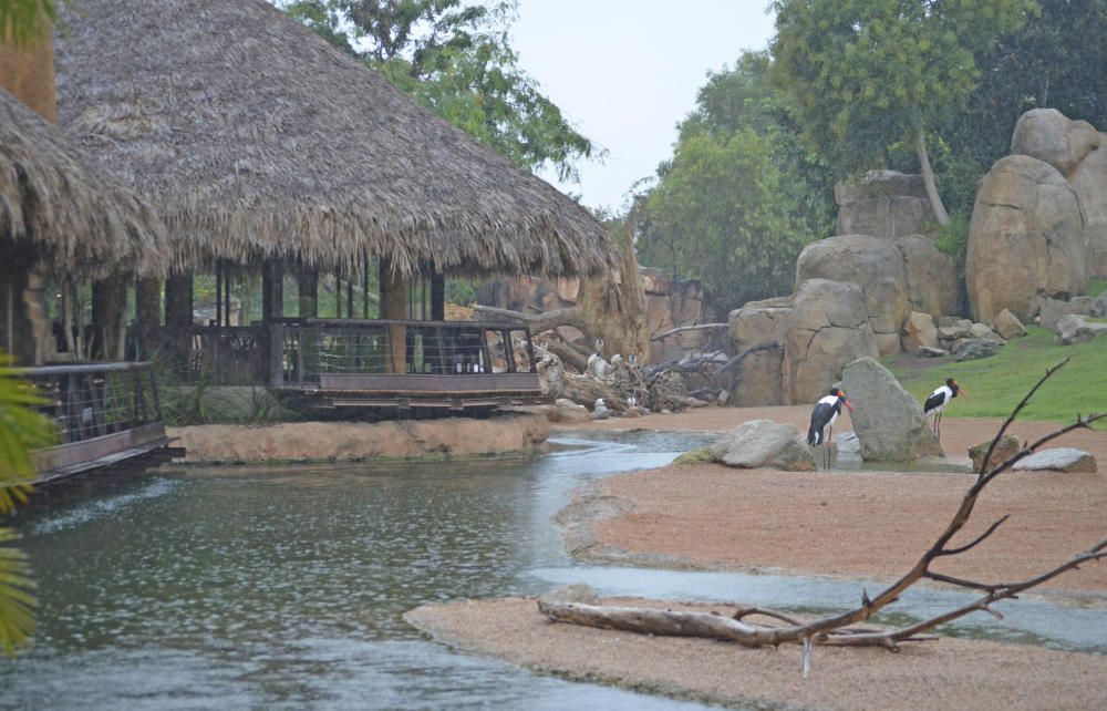 Tormenta de verano en Bioparc