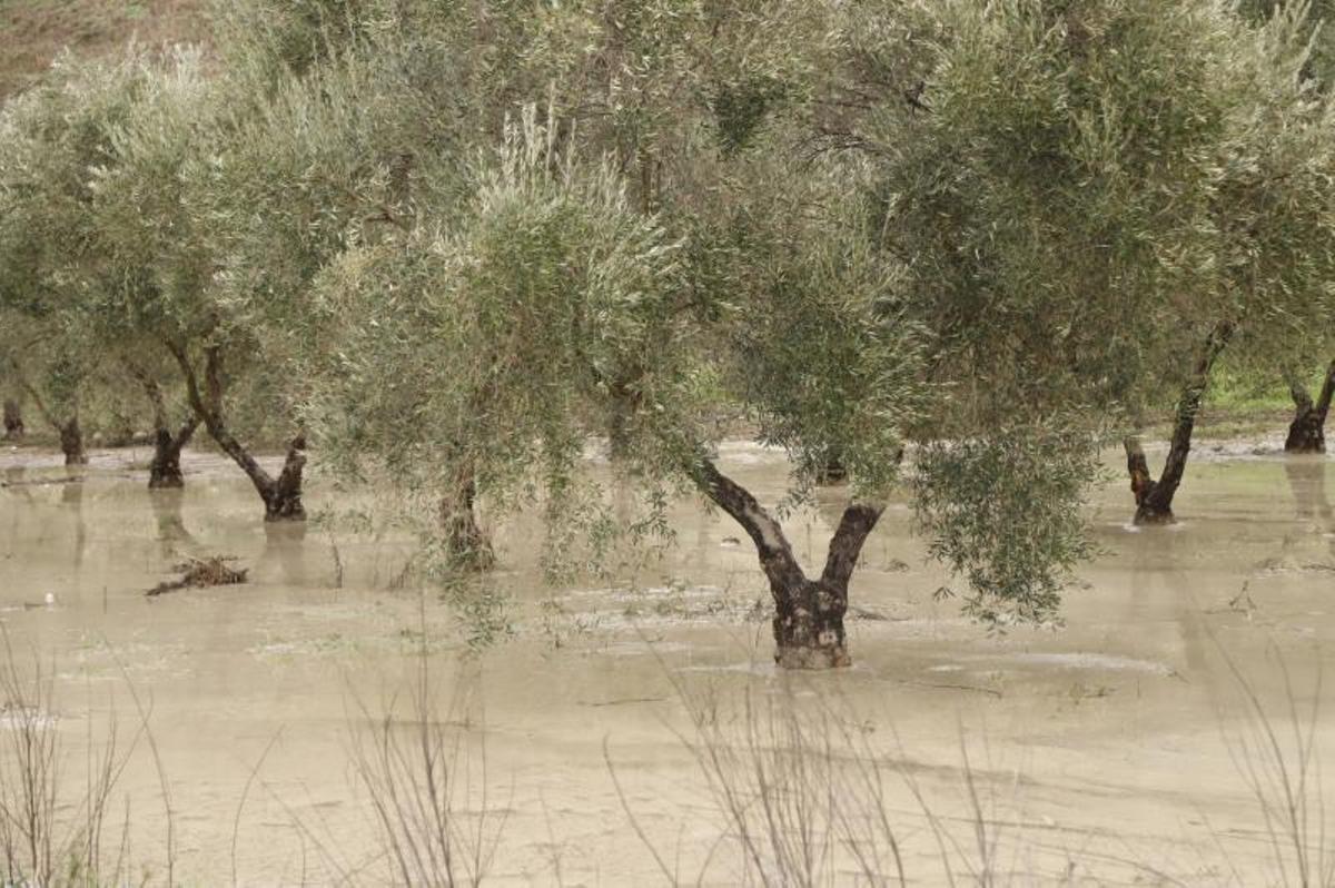 Un olivar inundado tras las últimas borrascas en Córdoba.