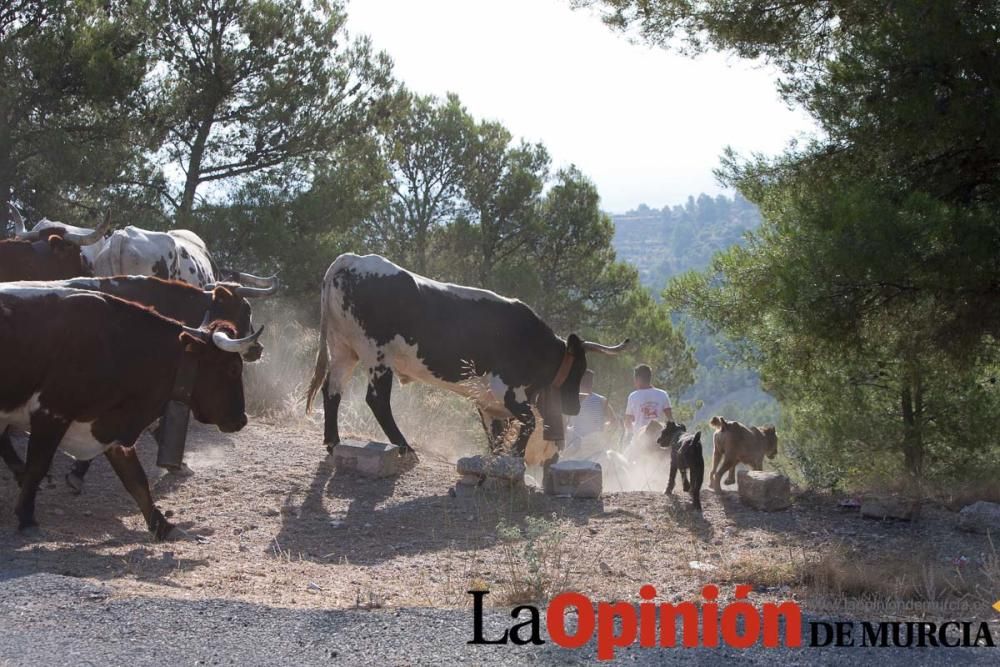 Vereda en Moratalla