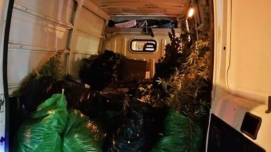 La Policía interviene unas 1.000 plantas de marihuana en La Soledat