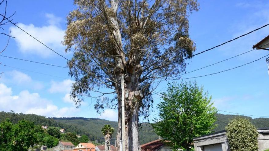 Los vecinos de Domaio piden salvar el tronco del eucalipto centenario de San Benito