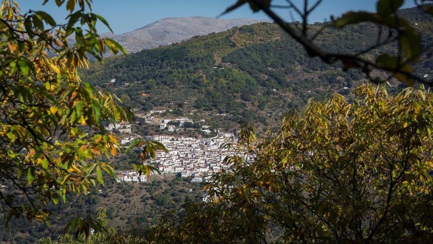 Cocina en directo, degustaciones y talleres en la Semana de la Castaña de Jubrique