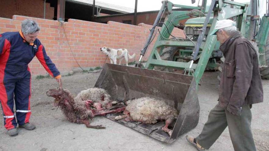 El ganadero Alfonso Martín muestra las dos ovejas heridas de muerte.