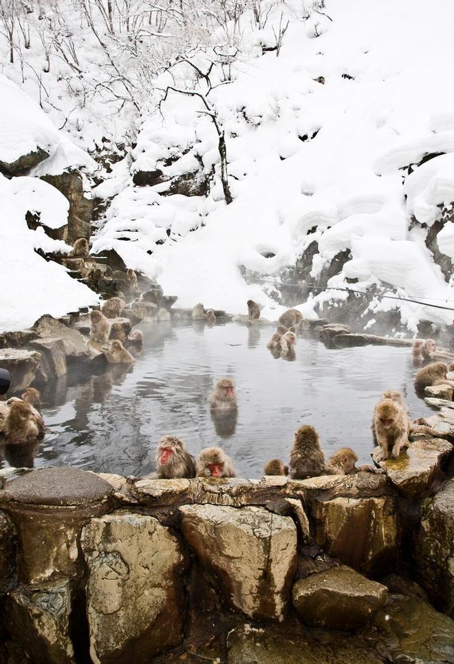 Parque macacos nieve Japón Jigokudani