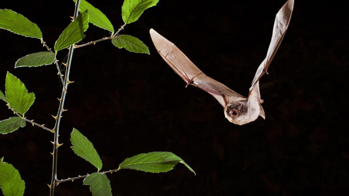 Un ejemplar de murciélago de cueva (Miniopterus schreibersii).