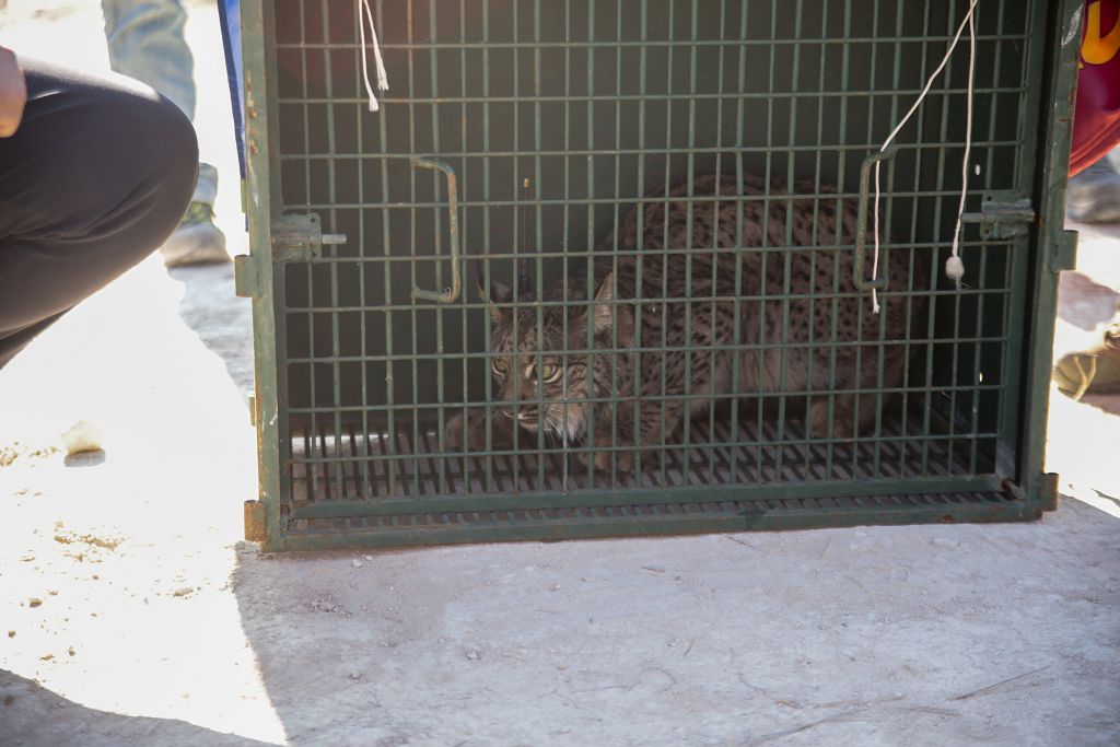 Las imágenes de la llegada de tres ejemplares de lince ibérico a las montañas de Lorca