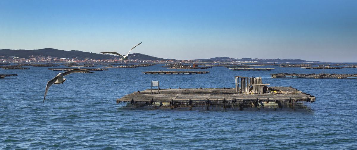 Balsas de acuicultura de mejillones en la Ría de Arousa, Pontevedra