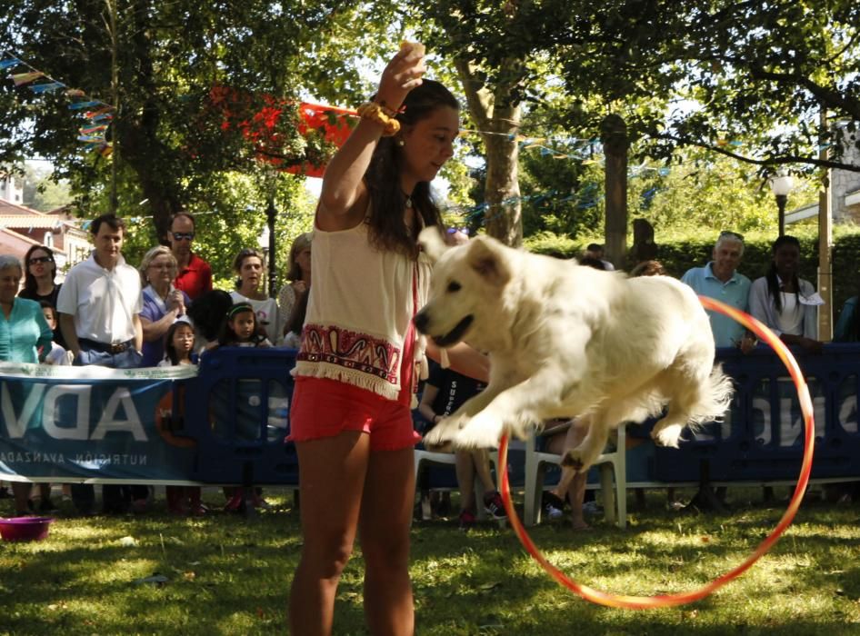 Desfile canino en Somió