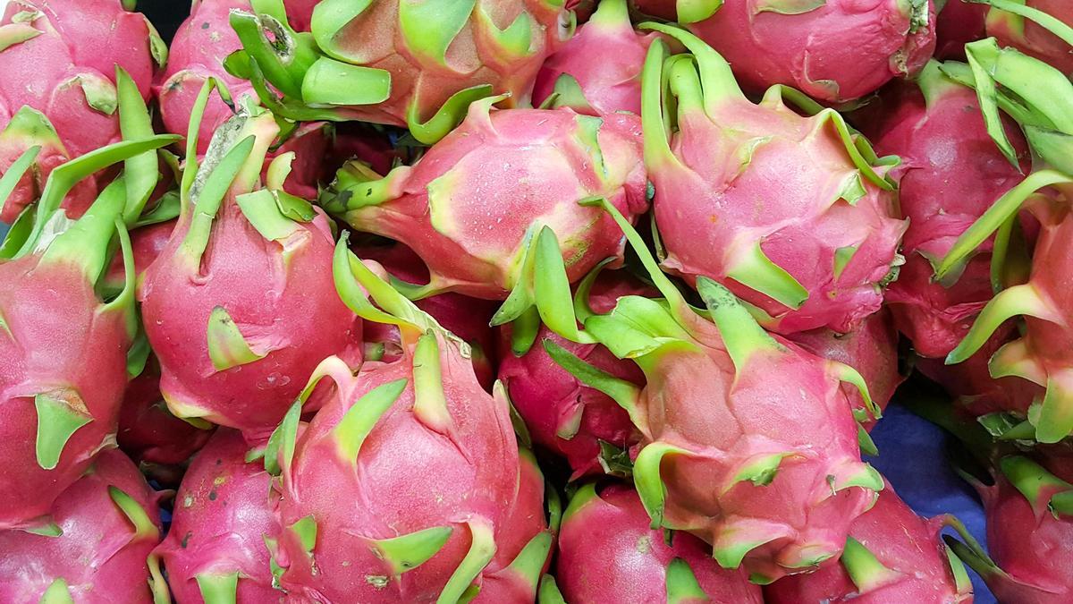 PITAHAYA PLANTA | Cómo cultivar la fruta del dragón en tu propia casa