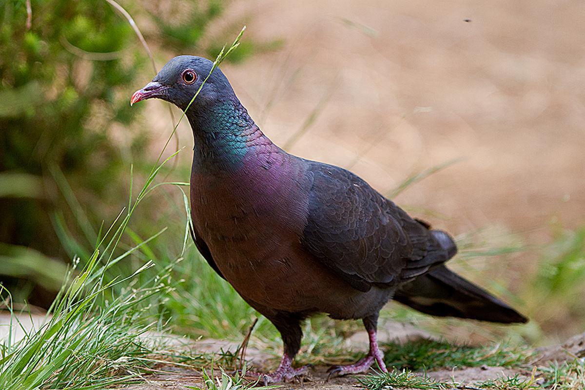 Paloma turqué (Columba bollii)