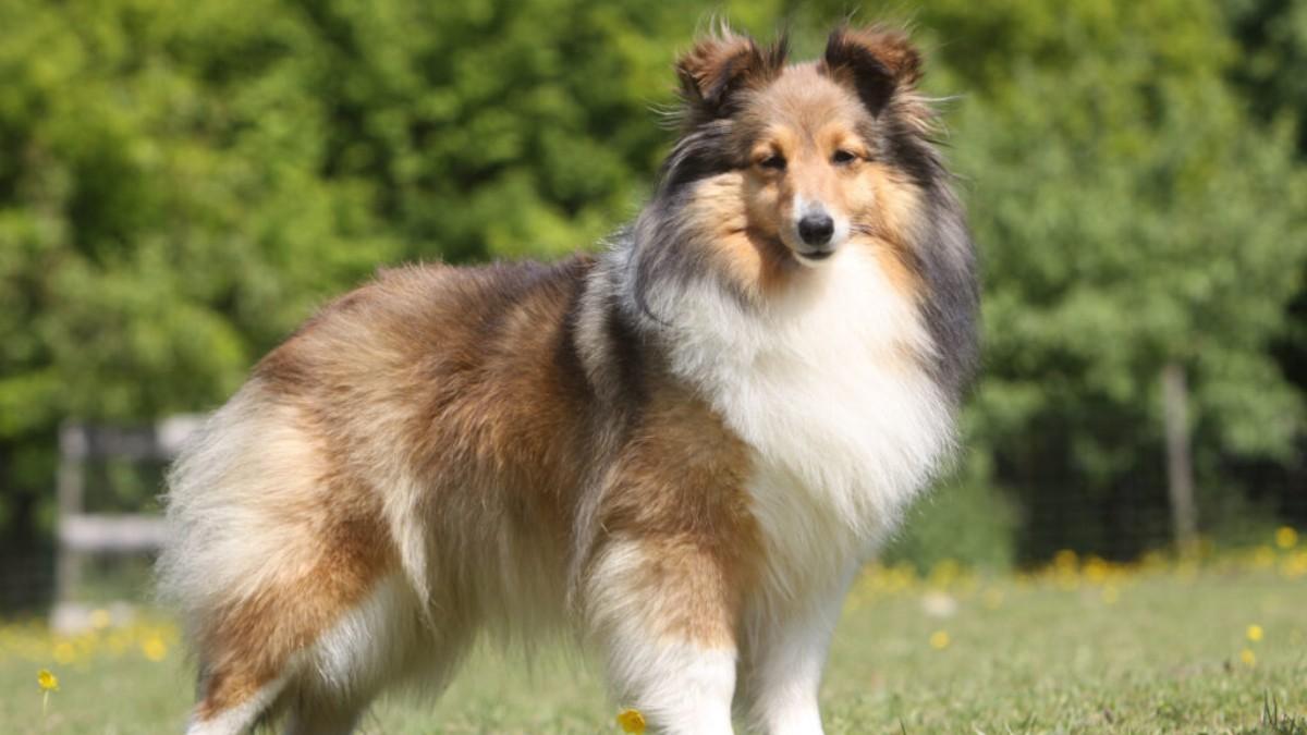 Shetland. Las 10 razas de perros más inteligentes: Nombres y fotos