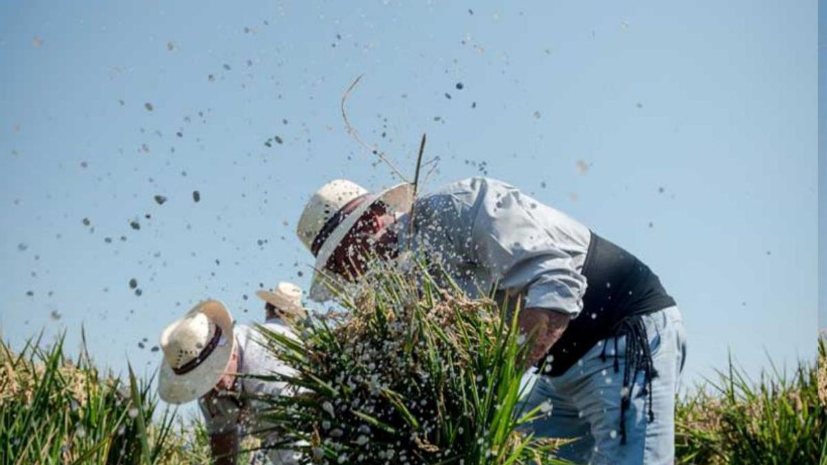 Los mejores chefs de España serán  arroceros por un día en la Albufera