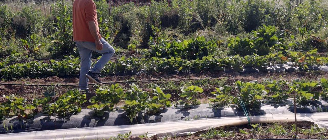 La superficie destinada a agricultura             ecológica crece un 70 % en seis meses