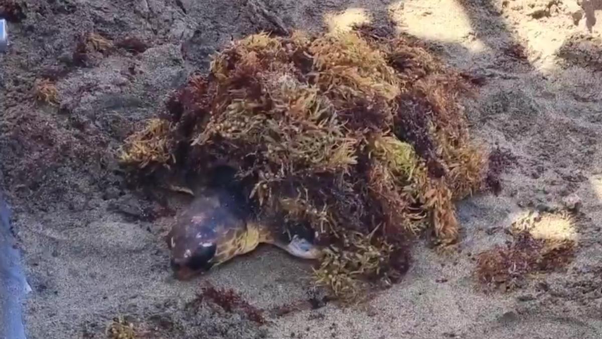 Imagen de la tortuga herida que fue rescatada el pasado viernes en la playa de Las Canteras, en Las Palmas de Gran Canaria.