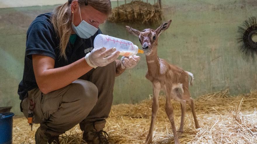 El personal del Bioparc ha mantenido con vida a una gacela en peligro de extinción