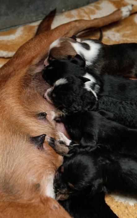 Perra con 12 cachorros en el albergue de animales