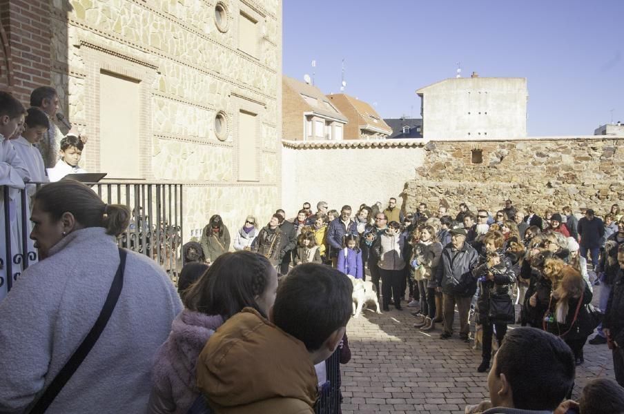 San Antón bendice a los animales en Benavente.