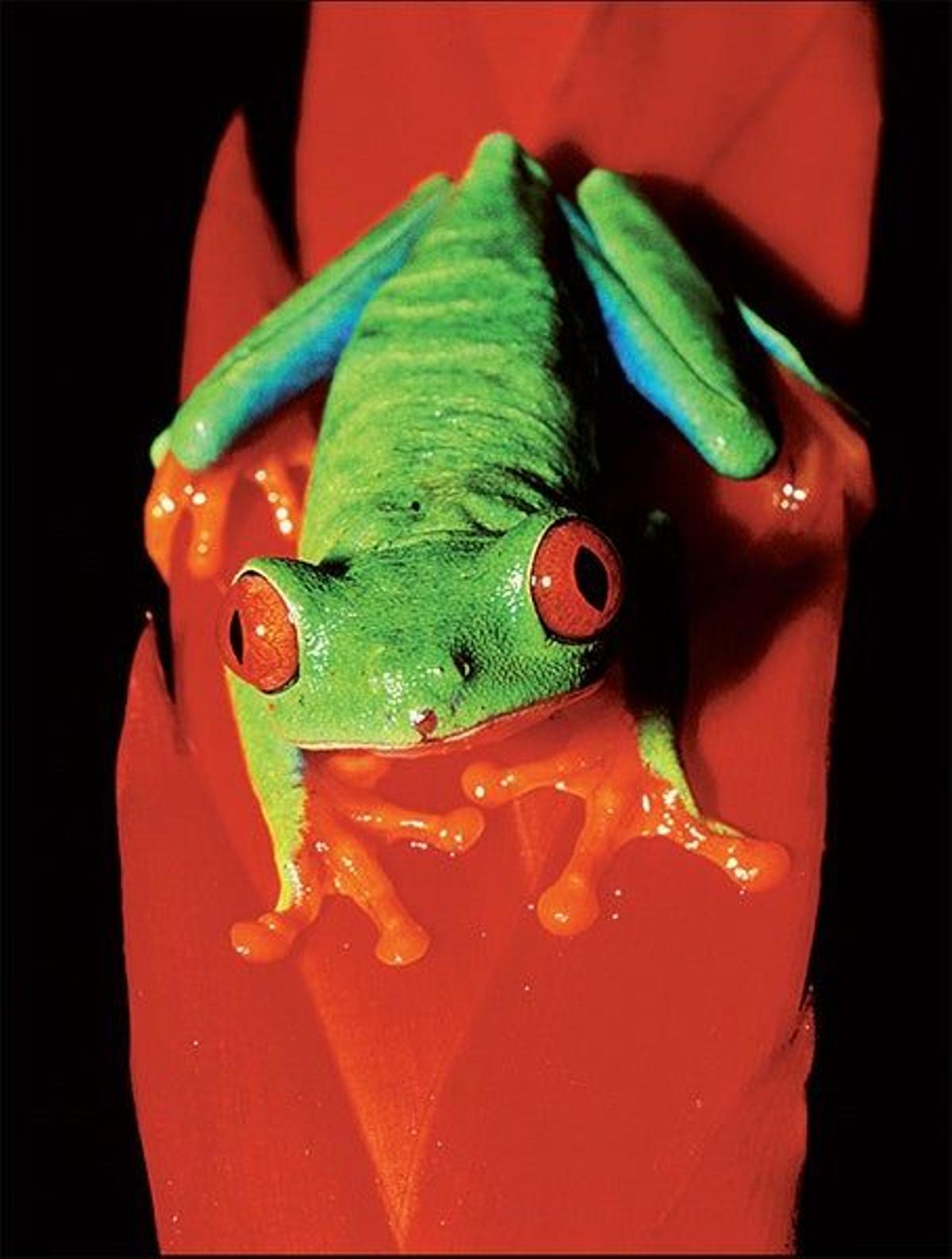 Costa Rica, la reserva natural de Centroamérica