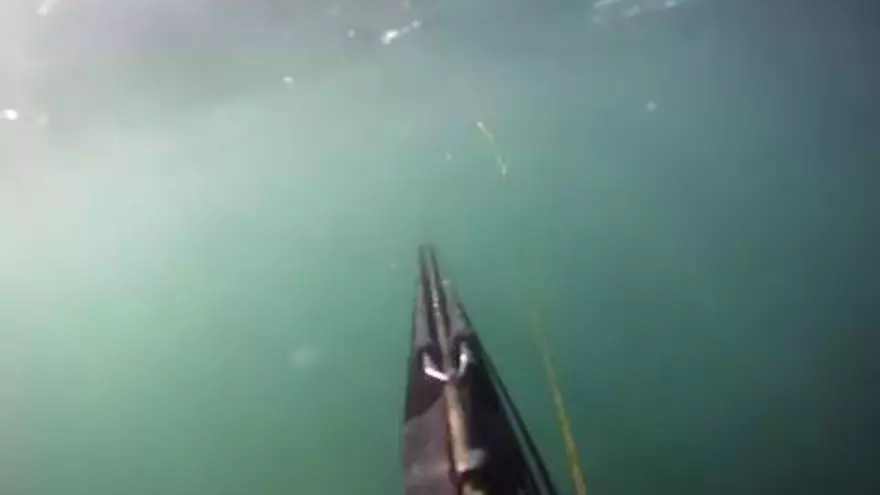 Grava amb una càmera submarina com l'ataca un tauró blanc