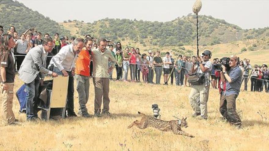 Los linces amplían su territorio