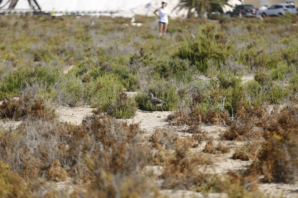 El Ayuntamiento de Torrevieja y la Conselleria de Medio Ambiente realizaron el anillamiento anual de la colonia de gaviotas establecida en el saladar de la laguna de Torrevieja con la ayuda de 30 volu