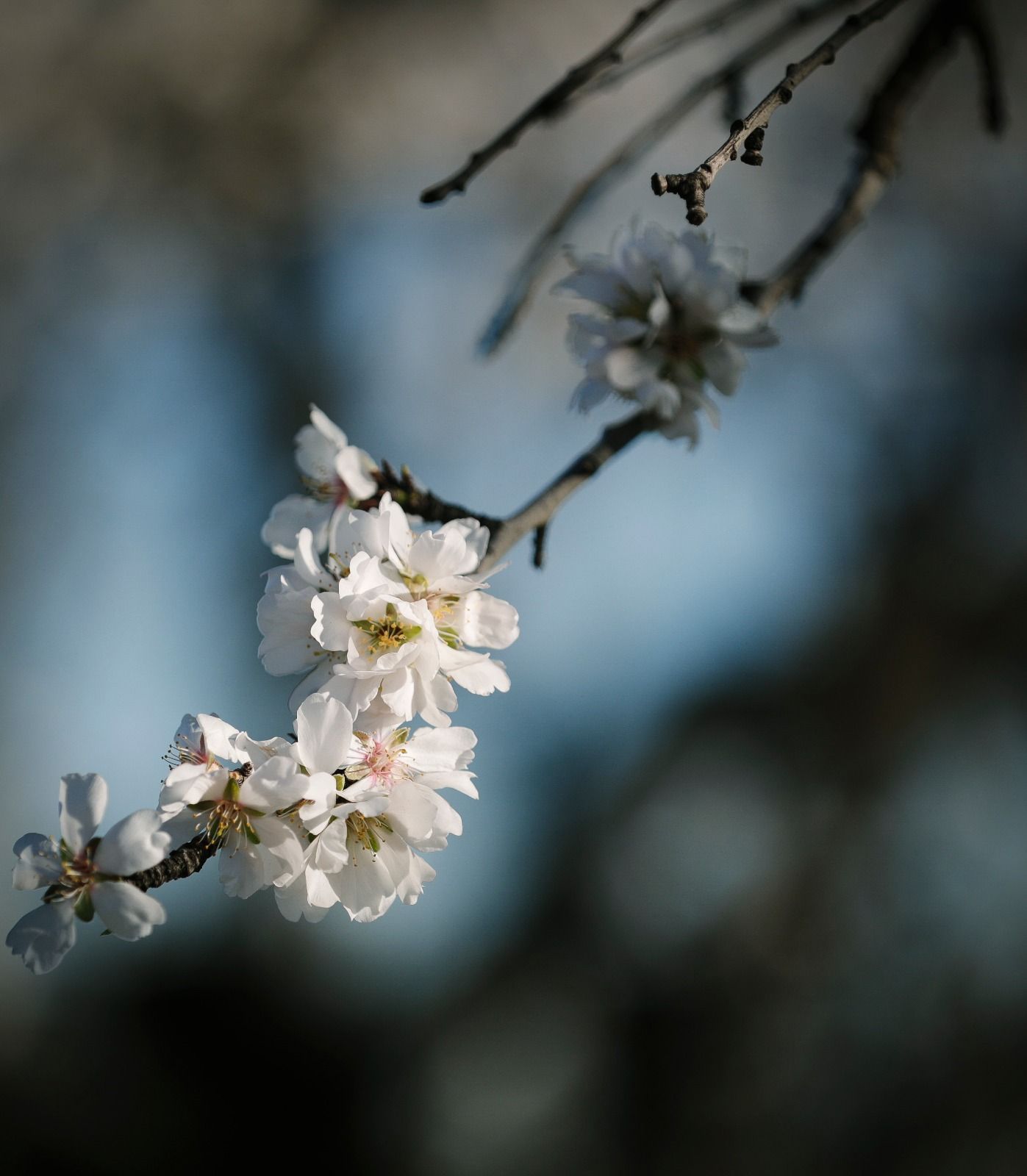 Las fotos del espectáculo de los almendros en flor en Mallorca